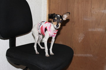 perrito bebe Mailo 2