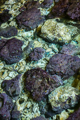 limestone rocks under water