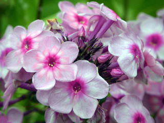 Phlox flowers on a green background