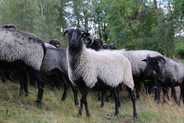 Große Heidschnucken- und Ziegenherde in der Lüneburger Heide während der Heideblüte