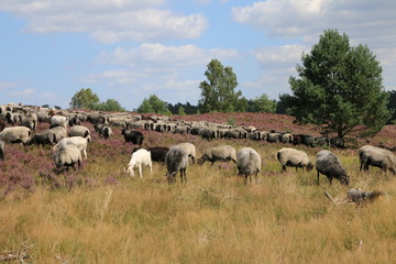 Obraz premium Große Heidschnucken- und Ziegenherde in der Lüneburger Heide während der Heideblüte