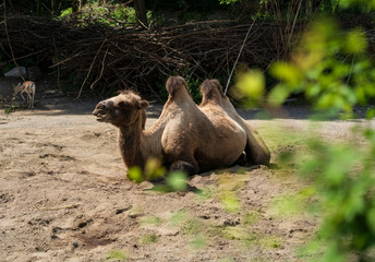 Camel laying in the zoo