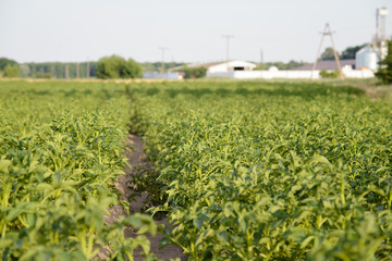 Fototapeta na wymiar Landscape of potato growing in rows with farm buildings in the background