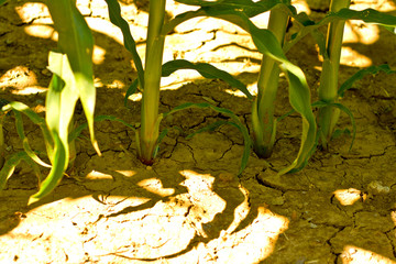 Dry drought stricken farm corn field dirt in Bavaria, Germany