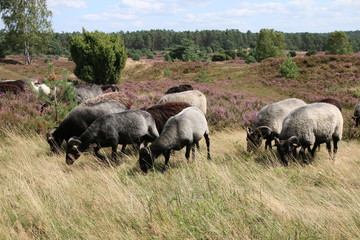 Große Heidschnucken- und Ziegenherde in der Lüneburger Heide während der Heideblüte