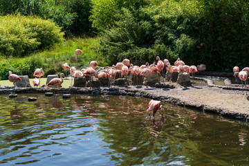 Flamingo birds in the zoo
