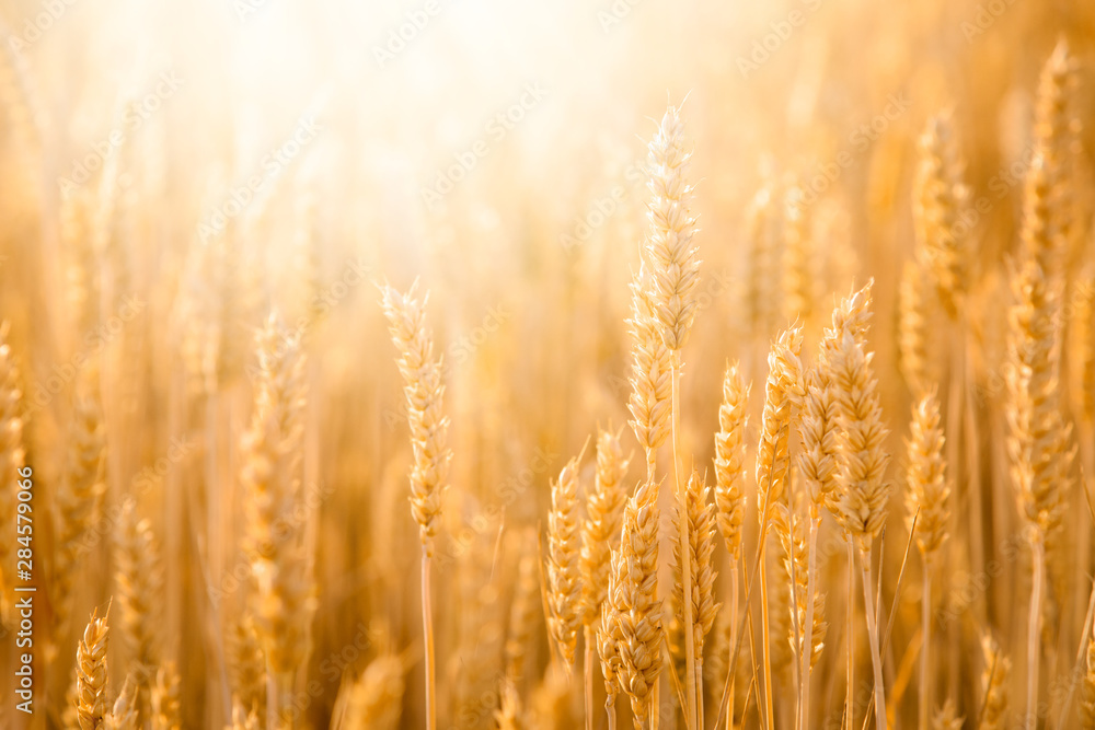 Sticker Golden ripe wheat against bright sunlight. Rural landscape of wheat field before harvesting