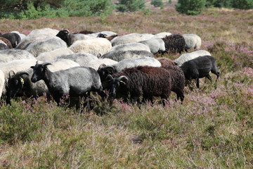 Große Heidschnucken- und Ziegenherde in der Lüneburger Heide während der Heideblüte
