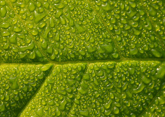 green leaf of young rose with water drops