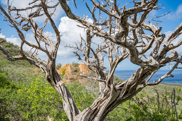 walking around Lagun , Curacao, Caribbean 
