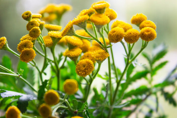 Flower in garden at sunny summer or spring day. Flower for postcard beauty. flower for decoration...