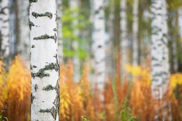Papier Peint photo Bouleau Bouleau (Betula pendula) tronc contre fond de forêt d& 39 automne