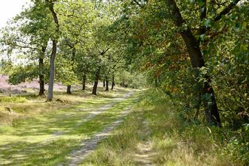 Grüner Wanderweg in der Lüneburger Heide