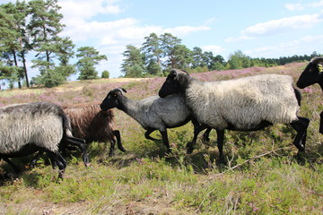 Große Heidschnucken- und Ziegenherde in der Lüneburger Heide während der Heideblüte