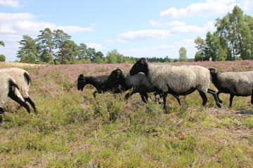 Obraz premium Große Heidschnucken- und Ziegenherde in der Lüneburger Heide während der Heideblüte