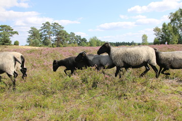 Große Heidschnucken- und Ziegenherde in der Lüneburger Heide während der Heideblüte