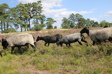 Große Heidschnucken- und Ziegenherde in der Lüneburger Heide während der Heideblüte