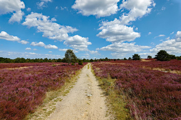 Lüneburger Heide Wanderweg in der Heideblüte