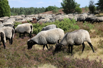 Große Heidschnuckenherde in der blühenden Lüneburger Heide