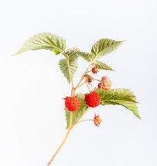 Wild Raspberry - Isolated Berries