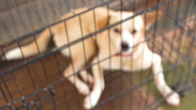 Blurred a dog with rabies virus sitting inside the cage at home. Shot in 4k resolution