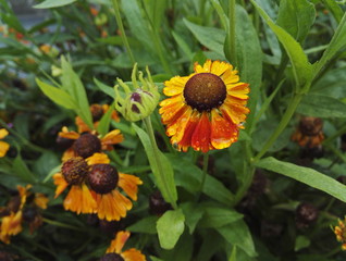 Close-up view of Gaillardia, blanket flower, with bright red, yellow and orange flowers after rain
