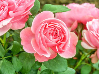pink roses on a beautiful green background
