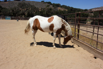 Beautiful brown and white painted horse resting in the coral. Blue skies top the mountains covered in green trees and shrubs.
