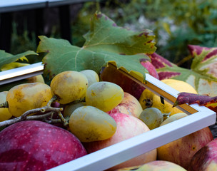 Apples, pears and white grapes on a wooden background with white frame. The concept of natural fruits grown in domestic conditions