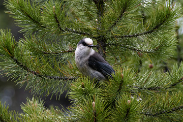 Bird at Jasper National Park