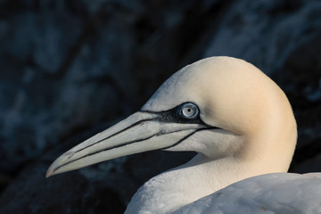 Portrait of a gannet.  Image taken on Bass Rock, United Kingdom.