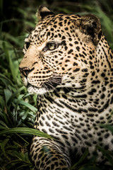 A head shot of a leopard