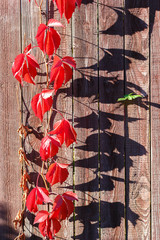 Red leaves on brown boards background