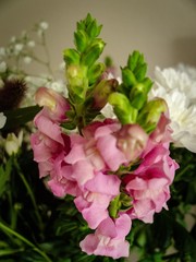 pink flowers in the vase