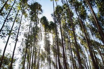 bottom view eucalyptus forest with sun rays