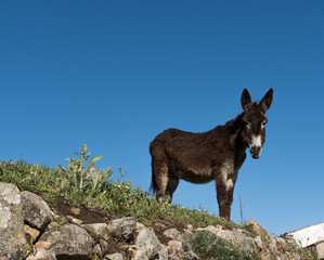 Donkey with blue background