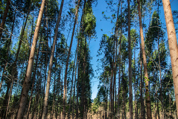 bottom view eucalyptus forest with blue sky