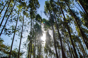 bottom view eucalyptus forest with sun rays