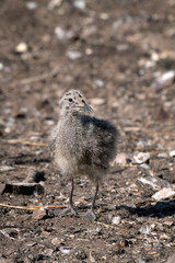 Sea gull chick, beak closed. Image displays the amazing camouflage of young gulls to blend into their surroundings. Image taken on Bass Rock, United Kingdom