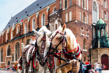 Cracow, Poland.Horses on the main square of the historic city. Carriage for tourists on the background of a historic church.Horse-drawn cart in the town center.Tourists on the main market place.  - obrazy, fototapety, plakaty