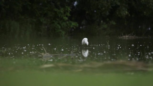 Snowy Egret Using His Feet to Find Food in a Marshy Lake