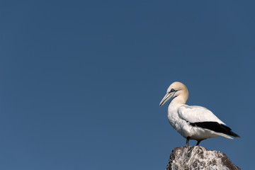 Gannet standing on a rock against a blue sky.  Image taken on Bass Rock, United Kingdom.