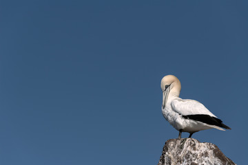 Gannet standing on a rock against a blue sky grooming its feathers.  Image taken on Bass Rock, United Kingdom.