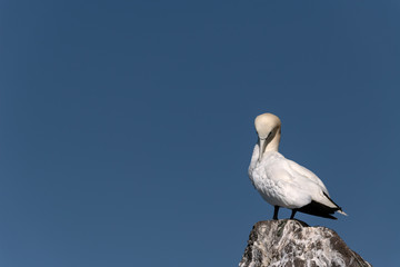 Gannet standing on a rock against a blue sky grooming its feathers.  Image taken on Bass Rock, United Kingdom.