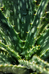 Close-up shot of a brightly colored, water-dripping Mediterranean plant, a cactus.