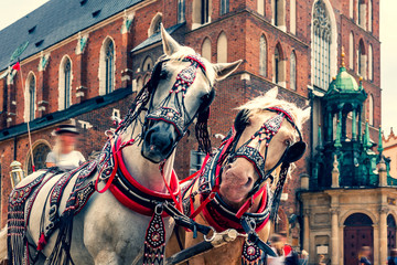 Beautiful horses in the town center.Carriage for tourists on the background of a historic...