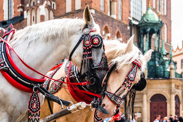 Wonderful horses in the town center. Carriage for tourists on the background of a historic...