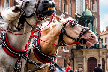 Fototapeta na wymiar Cracow, Poland.View of beautiful horses in the town center. Carriage for tourists on the background of a historic church.Horse-drawn cart on the main square of the historic city. 