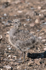 Sea gull chick, beak closed, looking up.  Image displays the amazing camouflage of young gulls to blend into their surroundings.  Image taken on Bass Rock, United Kingdom