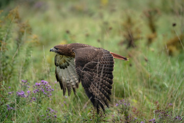 Red-tailed hawk flying low over a field with wildflowers.